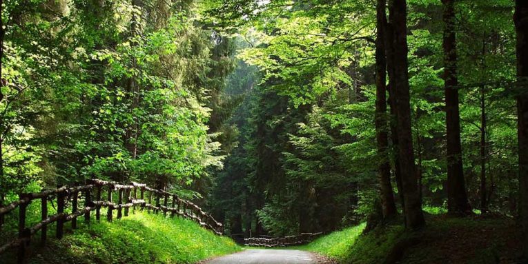 Camminata Nordic Walking alla scoperta delle suggestioni della Piana del Cansiglio. Percorreremo un sentiero quasi totalmente sterrato tra boschi e panorami, partendo da Valmanera, lungo un anello di piacevoli saliscendi.