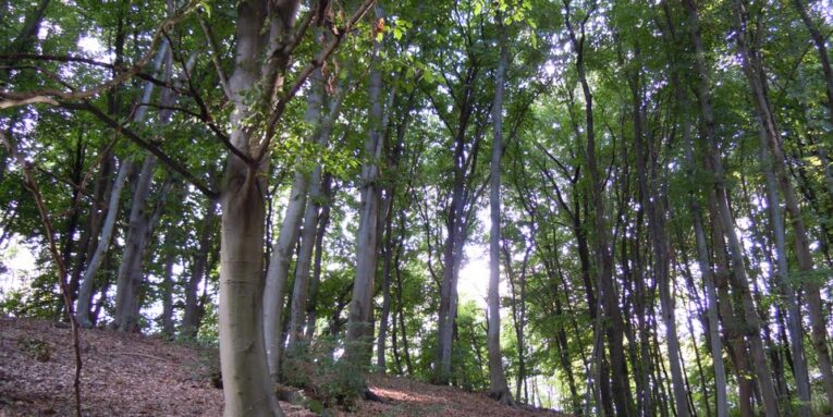 bosco montello