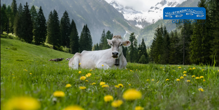 nordic walking valmorel