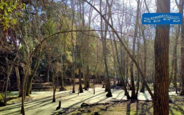 nordic walking bosco migliarino