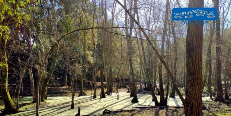 nordic walking bosco migliarino