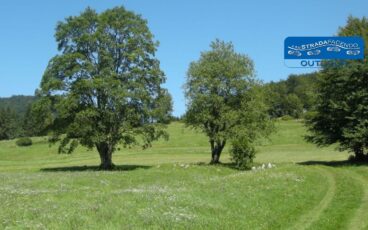 nordic walking foresta tarnova