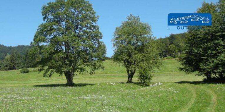 nordic walking foresta tarnova